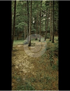 Fondo fotografico ref.7026 2