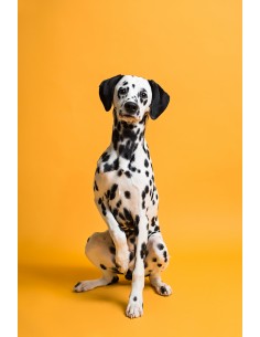 Fond papier Sun Flower... 2