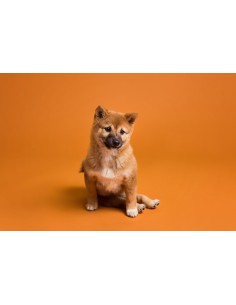 Fond papier Canyon ref.217 2